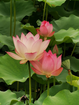 三朵荷花