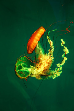 太平洋海刺水母