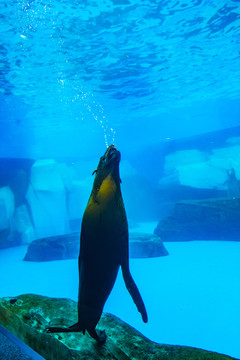 海豹