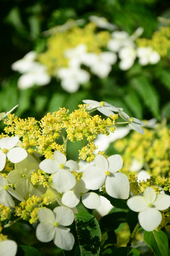 小花