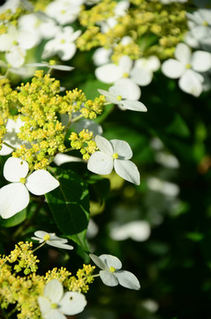 小花