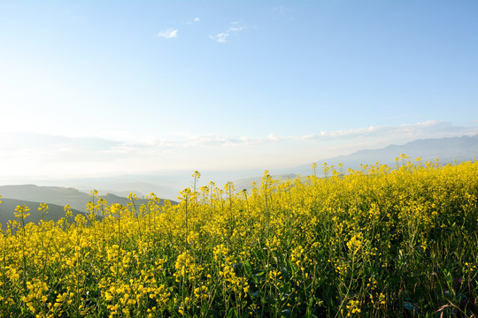 油菜花海