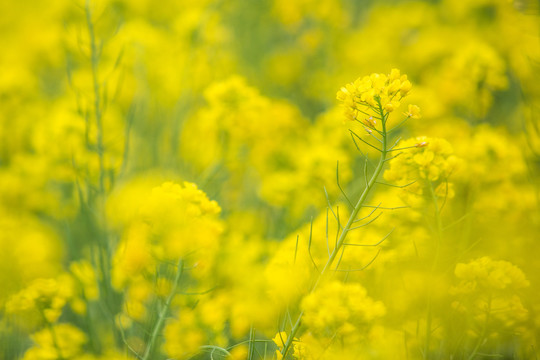 油菜花