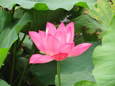 西湖荷花
