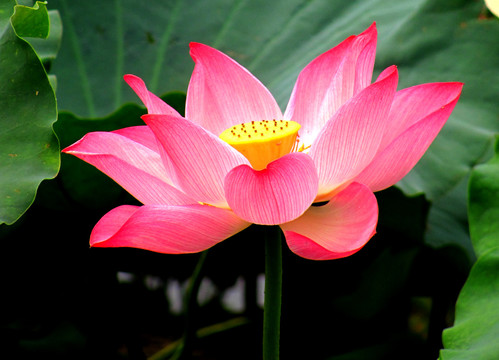 西湖荷花