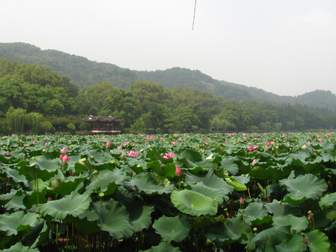 西湖荷花