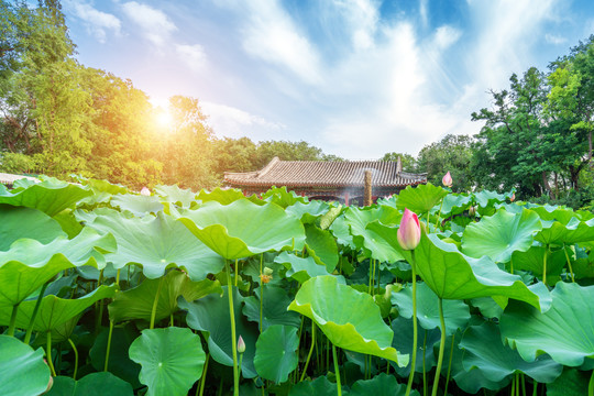北京恭王府花园