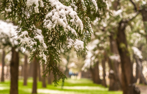 树上的白雪