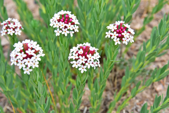 狼毒花