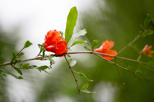 石榴花