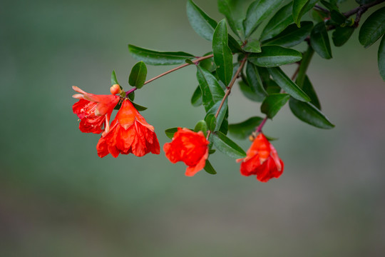 石榴花