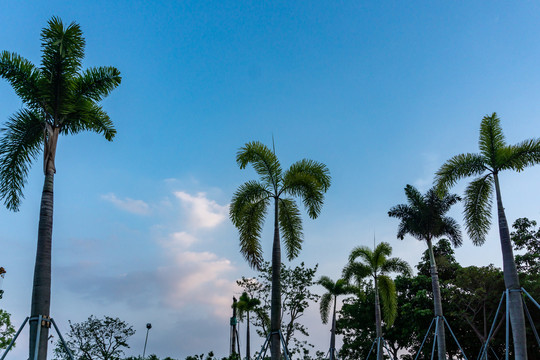 公园热带椰子树