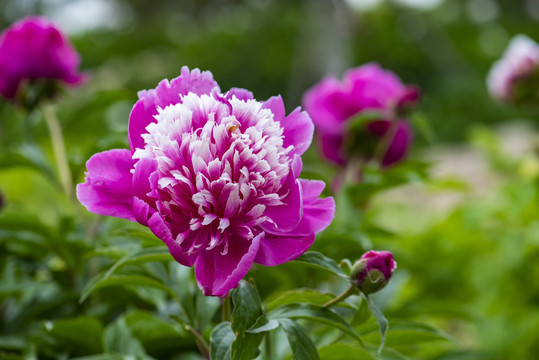 芍药花