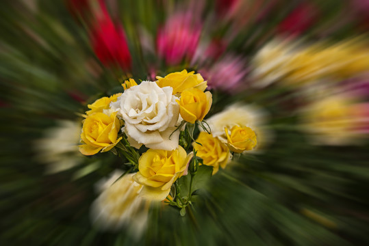 月季花