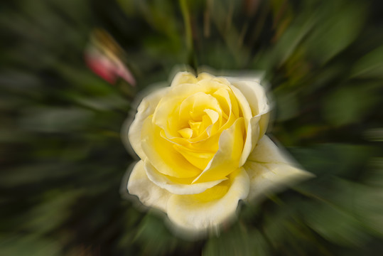 月季花