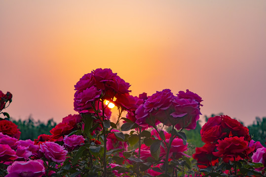 月季花