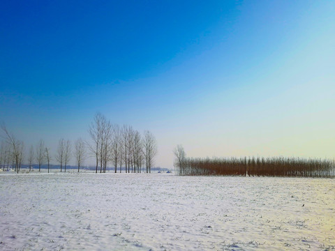 枯树雪景