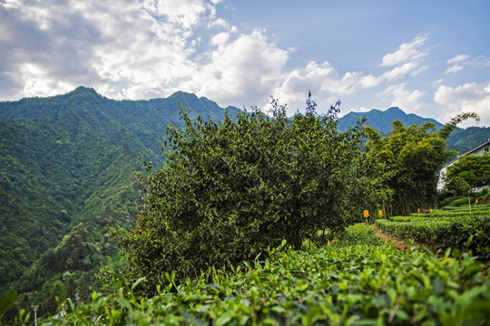 湖北五峰茶园村