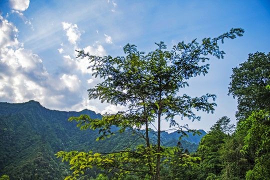 湖北五峰茶园村