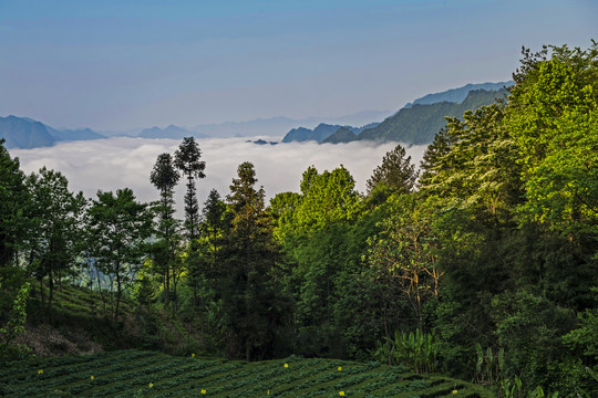 湖北五峰茶园古村