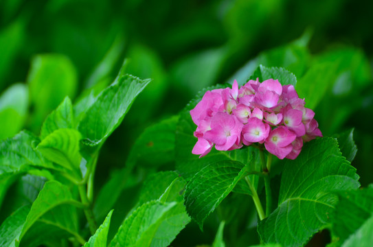 绣球花