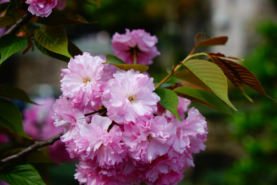 粉红色樱花