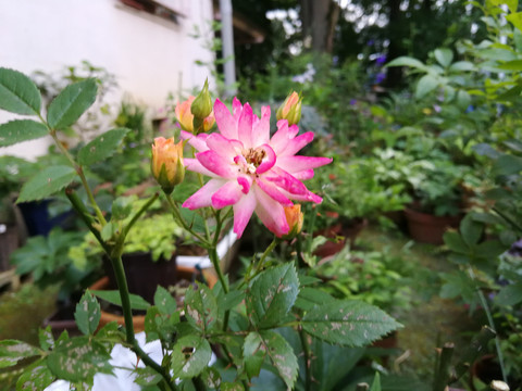 植物花卉木香花