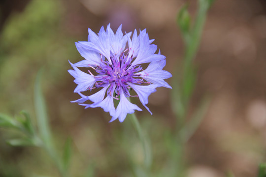 兰花矢车菊