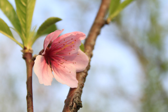 桃花枝