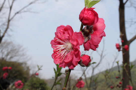 桃花花朵