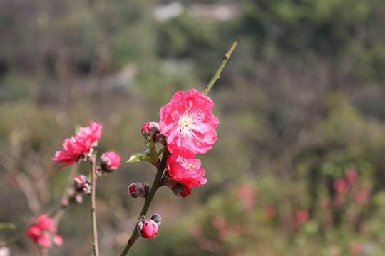 桃花花枝