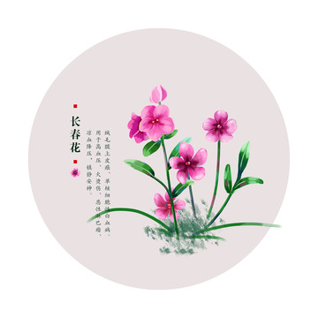 长春花