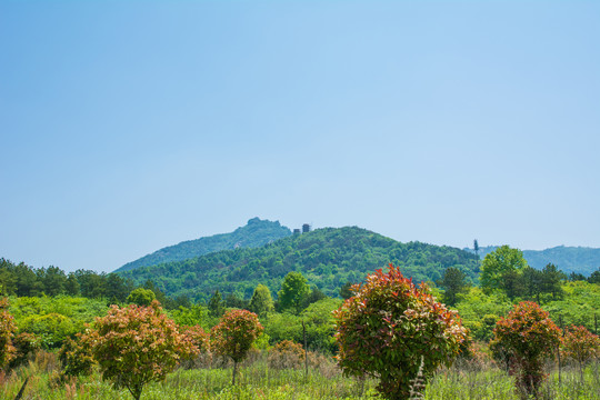 青山