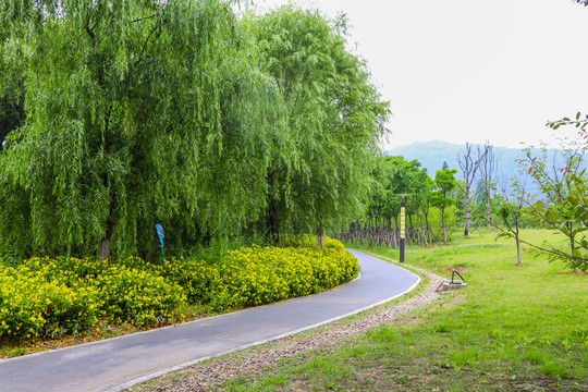 森林公园绿色道路