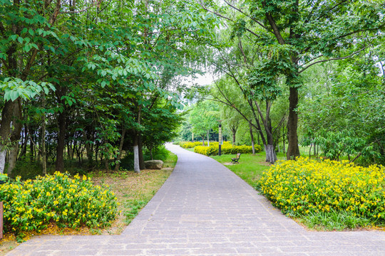 森林公园绿色道路