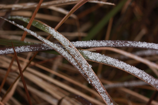 雪