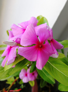 鸡蛋花五树六花