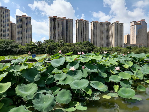 荷塘旁高楼