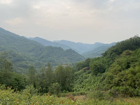 自然风景森林植被