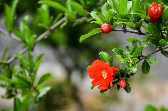 石榴花