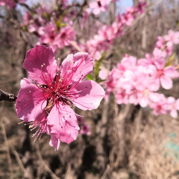 春天桃花