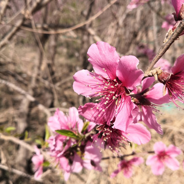 三月桃花