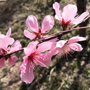 春日桃花
