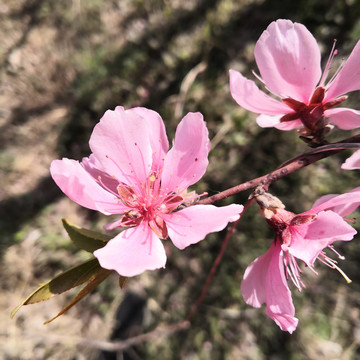 粉红桃花