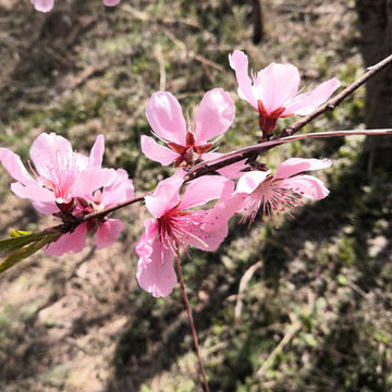 三月桃花