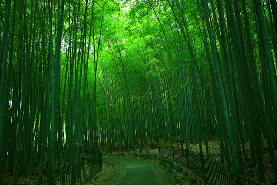 唯美竹林背景