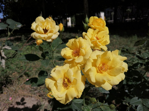 黄色月季花蔷薇