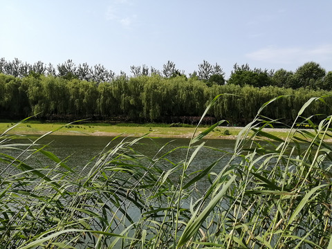 河边绿植芦苇倒影