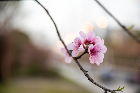 桃花