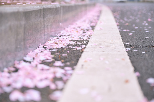 街角的樱花花瓣